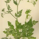 Anthriscus caucalis autre