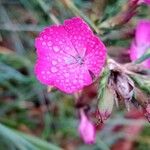 Dianthus carthusianorumFlor