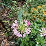 Cleome houtteana Habit