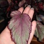 Begonia rexLapas