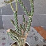 Cylindropuntia imbricata Folha