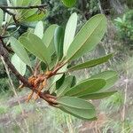 Neoguillauminia cleopatra Leaf