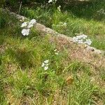 Coriandrum sativum Foglia