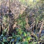 Equisetum fluviatile Leaf