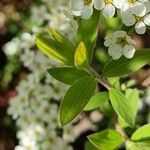 Spiraea × vanhouttei Leht