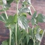 Mentha pulegium Leaf