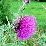 Carduus nutans Lorea