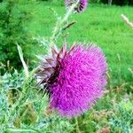 Carduus nutans Flower