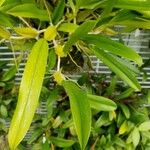 Bulbophyllum biflorum Leaf