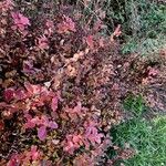 Spiraea betulifolia Habitatea