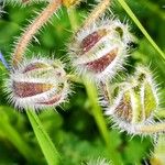 Borago officinalis 果實