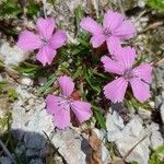 Dianthus glacialis Flor