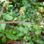 Rubus questieri その他の提案
