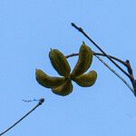 Sterculia foetida Hedelmä