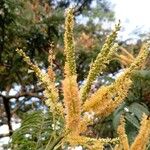 Senegalia ataxacantha फूल