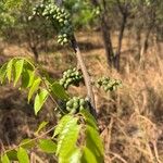 Lannea discolorDelienn