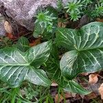 Arum italicum পাতা