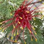 Grevillea banksii Квітка