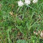 Pimpinella saxifraga Celota