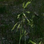 Poa alpina Flower