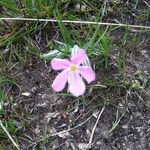 Phlox longifolia Çiçek