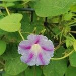 Ipomoea tricolor Flor