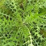 Cirsium ferox Leaf