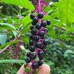 Phytolacca americanaFruit