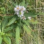 Symphyotrichum puniceumBlad