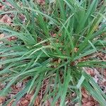 Carex sylvatica Leaf