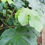 Cecropia peltata অভ্যাস