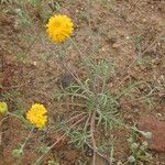 Chaenactis glabriuscula Flower