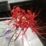 Lycoris radiataFlower