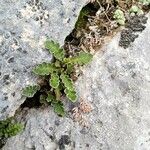 Asplenium ceterach Folha