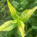 Guizotia abyssinica Blatt