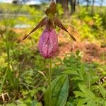 Cypripedium acauleŽiedas