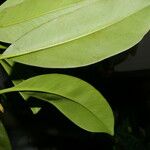 Clusia cooperi Leaf