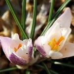 Crocus biflorus Blüte