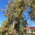 Eucalyptus sideroxylon List