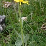 Senecio provincialis Habit