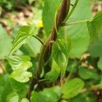 Dioscorea communis Blad