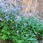 Nepeta grandiflora Flor