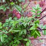 Acaena elongata पत्ता