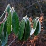 Rhododendron lanigerum Folha