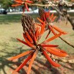 Erythrina flabelliformis Лист