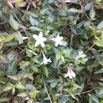 Abelia x grandiflora Blüte