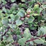 Ceanothus gloriosus Leaf