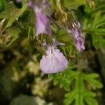 Teucrium botrys Flower