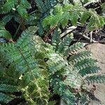 Polystichum polyblepharum Hoja