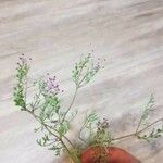 Fumaria parviflora Lorea